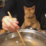 鍋好き猫ちゃん